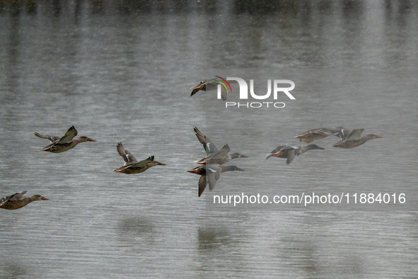 A flock of ducks is seen in flight at the Oxbow Nature Conservancy in Lawrenceburg, Indiana, on December 20, 2024. 