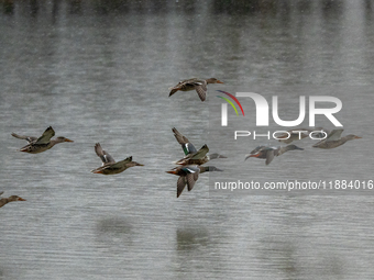 A flock of ducks is seen in flight at the Oxbow Nature Conservancy in Lawrenceburg, Indiana, on December 20, 2024. (