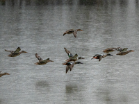 A flock of ducks is seen in flight at the Oxbow Nature Conservancy in Lawrenceburg, Indiana, on December 20, 2024. (