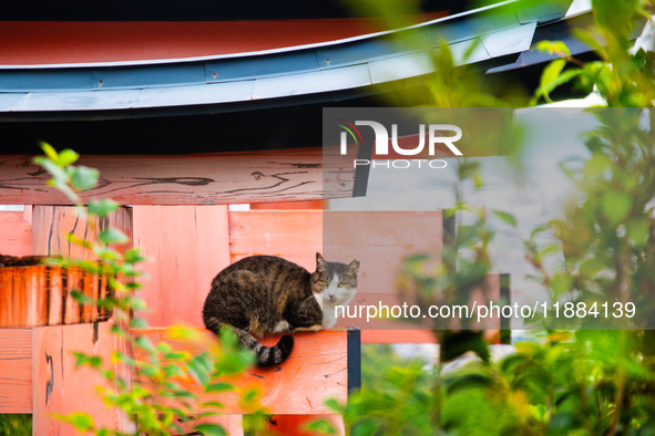 A cat rests on the top of one of the Tori gates in Fushimi-Inari shrine in Kyoto, Japan, on October 29, 2024. 