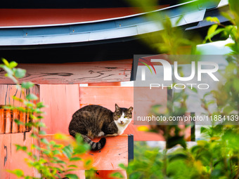 A cat rests on the top of one of the Tori gates in Fushimi-Inari shrine in Kyoto, Japan, on October 29, 2024. (