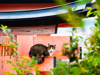 A cat rests on the top of one of the Tori gates in Fushimi-Inari shrine in Kyoto, Japan, on October 29, 2024. (