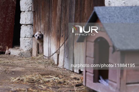 A dog on a chain is seen  outdoors in a village in Lesser Poland Voivodeship, in southern Poland.  