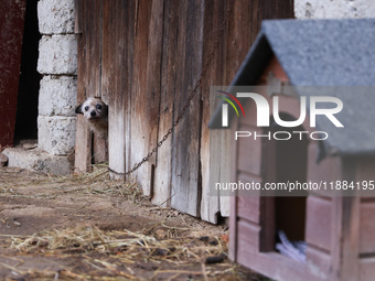 A dog on a chain is seen  outdoors in a village in Lesser Poland Voivodeship, in southern Poland.  (