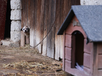 A dog on a chain is seen  outdoors in a village in Lesser Poland Voivodeship, in southern Poland.  (