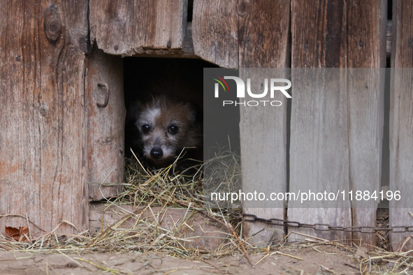 A dog on a chain is seen  outdoors in a village in Lesser Poland Voivodeship, in southern Poland.  