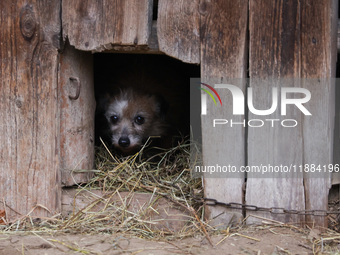 A dog on a chain is seen  outdoors in a village in Lesser Poland Voivodeship, in southern Poland.  (