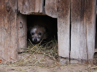 A dog on a chain is seen  outdoors in a village in Lesser Poland Voivodeship, in southern Poland.  (