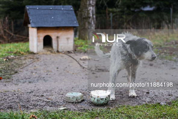 A dog on a chain by a shed is seen outdoors in a village in Lesser Poland Voivodeship, in southern Poland.  