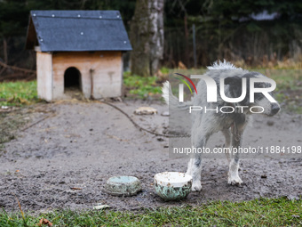 A dog on a chain by a shed is seen outdoors in a village in Lesser Poland Voivodeship, in southern Poland.  (