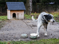 A dog on a chain by a shed is seen outdoors in a village in Lesser Poland Voivodeship, in southern Poland.  (