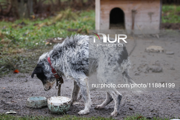 A dog on a chain by a shed is seen outdoors in a village in Lesser Poland Voivodeship, in southern Poland.  