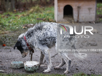 A dog on a chain by a shed is seen outdoors in a village in Lesser Poland Voivodeship, in southern Poland.  (