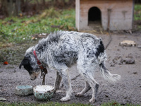 A dog on a chain by a shed is seen outdoors in a village in Lesser Poland Voivodeship, in southern Poland.  (