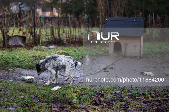 A dog on a chain by a shed is seen outdoors in a village in Lesser Poland Voivodeship, in southern Poland.  