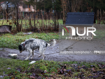 A dog on a chain by a shed is seen outdoors in a village in Lesser Poland Voivodeship, in southern Poland.  (