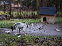 A dog on a chain by a shed is seen outdoors in a village in Lesser Poland Voivodeship, in southern Poland.  (