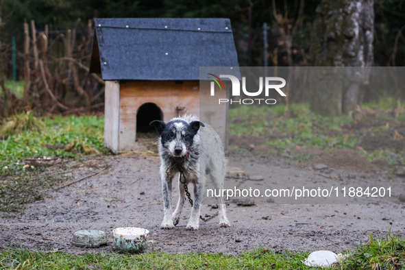 A dog on a chain by a shed is seen outdoors in a village in Lesser Poland Voivodeship, in southern Poland.  