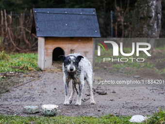 A dog on a chain by a shed is seen outdoors in a village in Lesser Poland Voivodeship, in southern Poland.  (