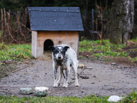 A dog on a chain by a shed is seen outdoors in a village in Lesser Poland Voivodeship, in southern Poland.  (