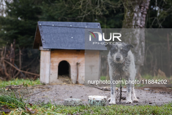 A dog on a chain by a shed is seen outdoors in a village in Lesser Poland Voivodeship, in southern Poland.  