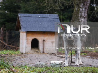 A dog on a chain by a shed is seen outdoors in a village in Lesser Poland Voivodeship, in southern Poland.  (