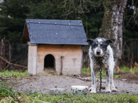 A dog on a chain by a shed is seen outdoors in a village in Lesser Poland Voivodeship, in southern Poland.  (