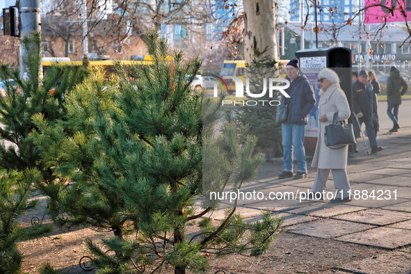 Christmas trees are sold on a local street in Odesa, Ukraine, on December 19, 2024. NO USE RUSSIA. NO USE BELARUS. 