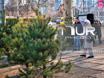 Christmas trees are sold on a local street in Odesa, Ukraine, on December 19, 2024. NO USE RUSSIA. NO USE BELARUS. (