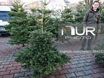 A young man stands among the Christmas trees sold on a local street in Odesa, Ukraine, on December 19, 2024. NO USE RUSSIA. NO USE BELARUS....