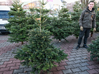 A young man stands among the Christmas trees sold on a local street in Odesa, Ukraine, on December 19, 2024. NO USE RUSSIA. NO USE BELARUS....