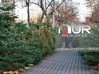 People walk past Christmas trees sold on a local street in Odesa, Ukraine, on December 19, 2024. (