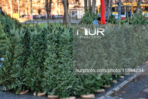 Christmas trees are sold on a local street in Odesa, Ukraine, on December 19, 2024. NO USE RUSSIA. NO USE BELARUS. 