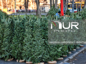 Christmas trees are sold on a local street in Odesa, Ukraine, on December 19, 2024. NO USE RUSSIA. NO USE BELARUS. (