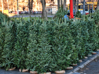 Christmas trees are sold on a local street in Odesa, Ukraine, on December 19, 2024. NO USE RUSSIA. NO USE BELARUS. (