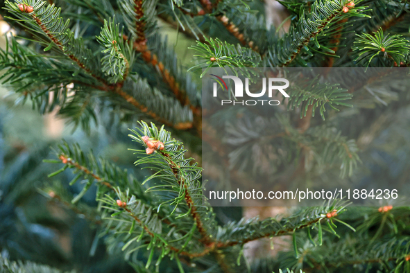 A close-up of the fir-tree branches in Odesa, Ukraine, on December 19, 2024. 