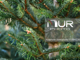 A close-up of the fir-tree branches in Odesa, Ukraine, on December 19, 2024. (