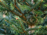 A close-up of the fir-tree branches in Odesa, Ukraine, on December 19, 2024. (