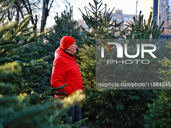 A man stands among the Christmas trees sold on a local street in Odesa, Ukraine, on December 19, 2024. NO USE RUSSIA. NO USE BELARUS. (