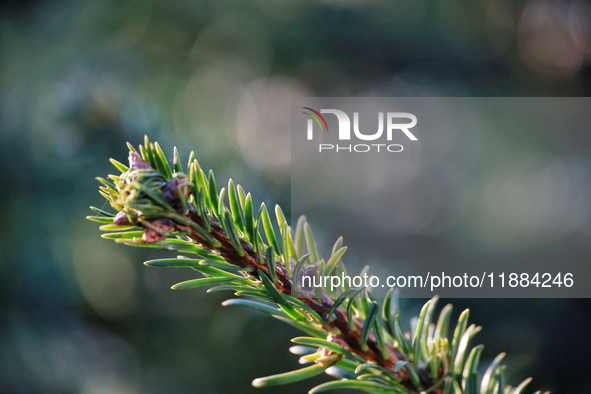 A close-up of a fir-tree branch in Odesa, Ukraine, on December 19, 2024. NO USE RUSSIA. NO USE BELARUS. 