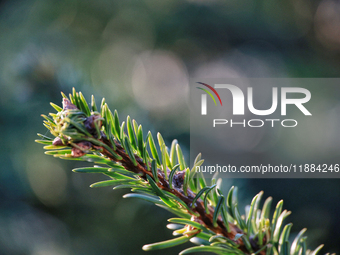 A close-up of a fir-tree branch in Odesa, Ukraine, on December 19, 2024. NO USE RUSSIA. NO USE BELARUS. (