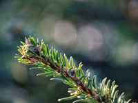 A close-up of a fir-tree branch in Odesa, Ukraine, on December 19, 2024. NO USE RUSSIA. NO USE BELARUS. (