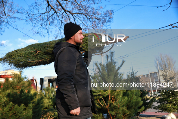 A man carries a Christmas tree in Odesa, Ukraine, on December 19, 2024. NO USE RUSSIA. NO USE BELARUS. 