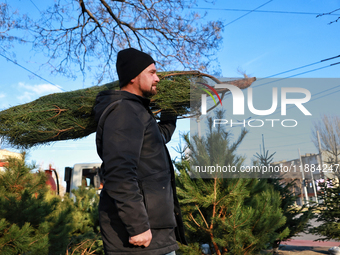 A man carries a Christmas tree in Odesa, Ukraine, on December 19, 2024. NO USE RUSSIA. NO USE BELARUS. (