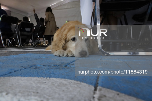 Kitty is a guide dog at the Guide Dogs for the Blind Training School I.A.P in Mexico City, Mexico. The school provides inclusive rehabilitat...