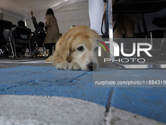 Kitty is a guide dog at the Guide Dogs for the Blind Training School I.A.P in Mexico City, Mexico. The school provides inclusive rehabilitat...