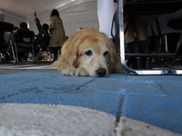 Kitty is a guide dog at the Guide Dogs for the Blind Training School I.A.P in Mexico City, Mexico. The school provides inclusive rehabilitat...