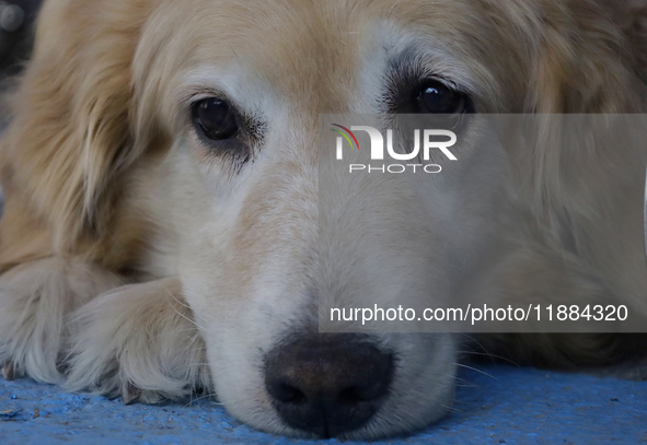 Kitty is a guide dog at the Guide Dogs for the Blind Training School I.A.P in Mexico City, Mexico. The school provides inclusive rehabilitat...