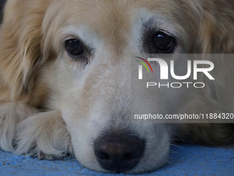 Kitty is a guide dog at the Guide Dogs for the Blind Training School I.A.P in Mexico City, Mexico. The school provides inclusive rehabilitat...