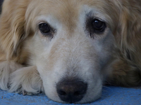 Kitty is a guide dog at the Guide Dogs for the Blind Training School I.A.P in Mexico City, Mexico. The school provides inclusive rehabilitat...